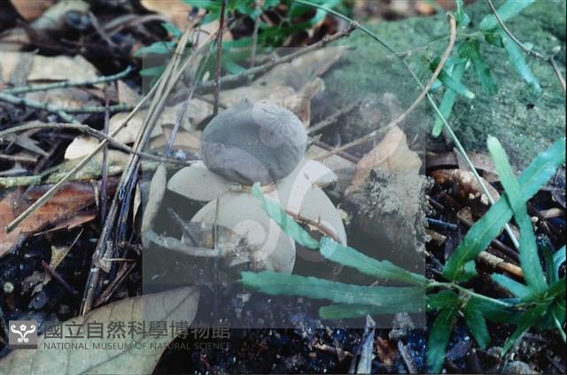 登錄號:F0015592藏品圖，第6張