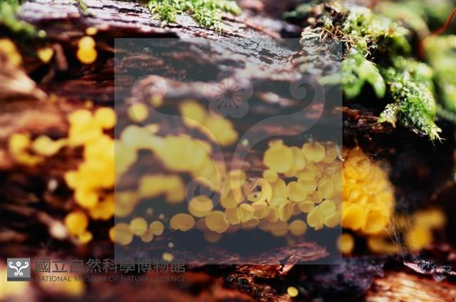 登錄號:F0020182藏品圖，第5張