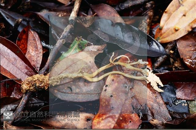 登錄號:F0007382藏品圖，第6張