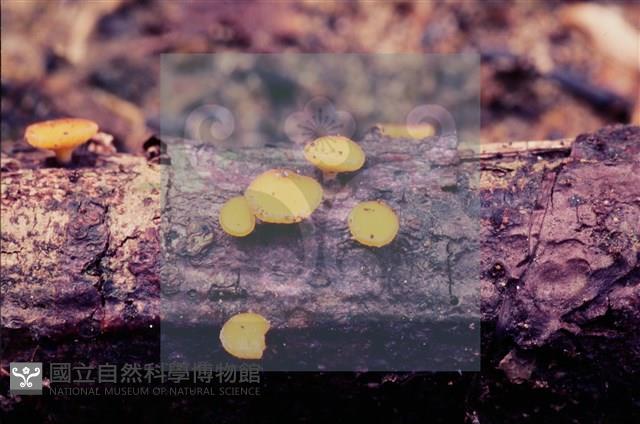 登錄號:F0004707藏品圖，第9張