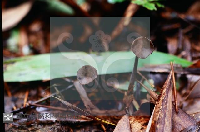 登錄號:F0018647藏品圖，第6張