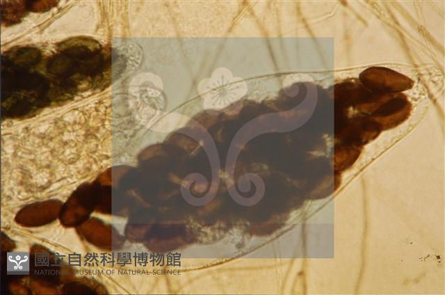 Accession Number:F0012865 Collection Image, Figure 5, Total 5 Figures