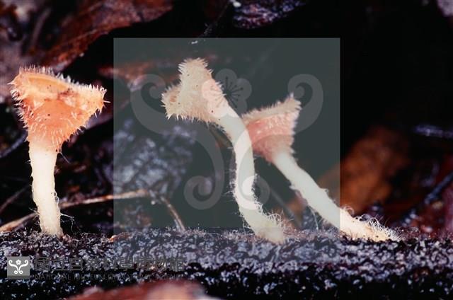 登錄號:F0004565藏品圖，第6張