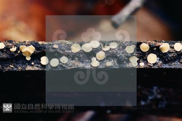 登錄號:F0003165藏品圖，第6張