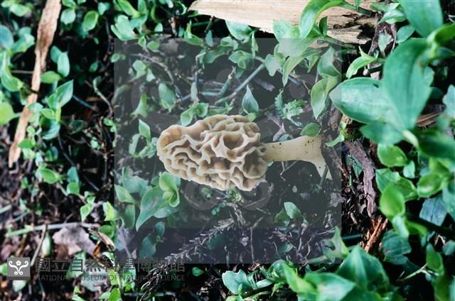美味羊肚菌藏品圖，第6張