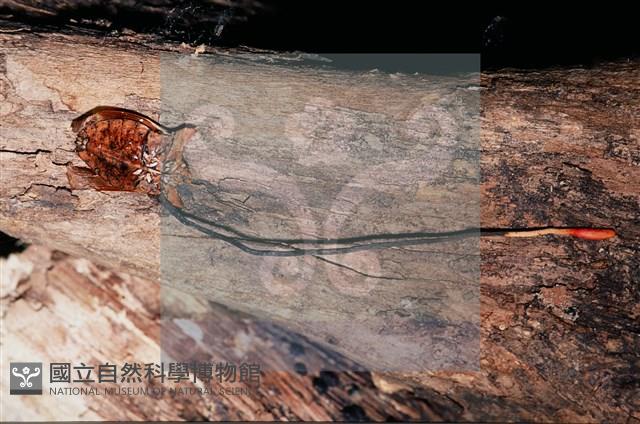 登錄號:F0011315藏品圖，第7張