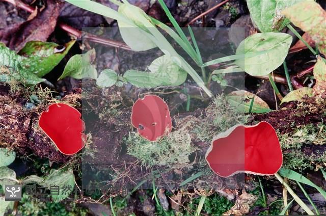 登錄號:F0005395藏品圖，第6張