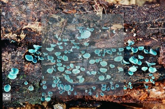 登錄號:F0004075藏品圖，第5張