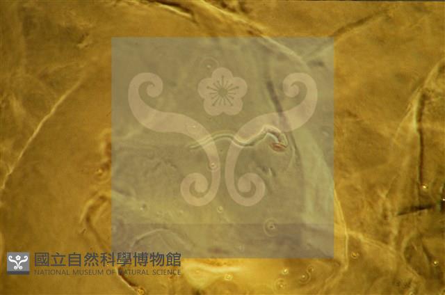 登錄號:F0009859藏品圖，第6張