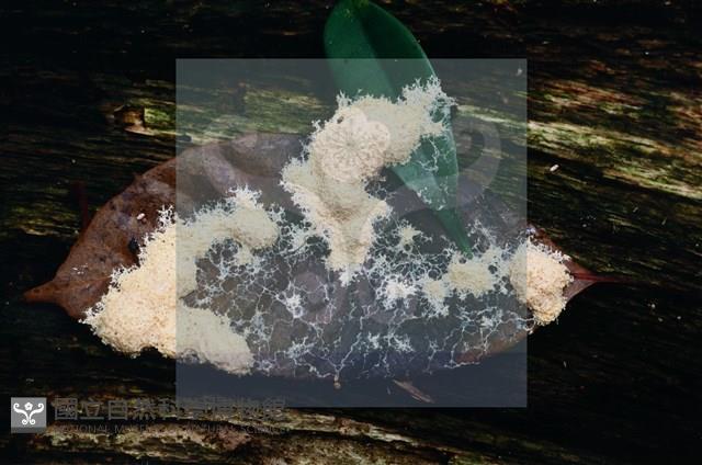 登錄號:F0015049藏品圖，第5張