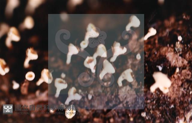 登錄號:F0005699藏品圖，第7張