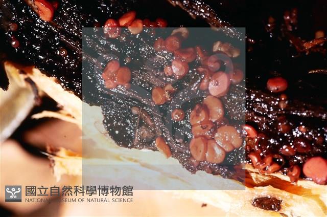 登錄號:F0015039藏品圖，第6張