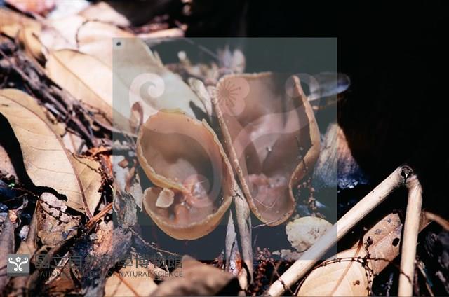 登錄號:F0011303藏品圖，第6張