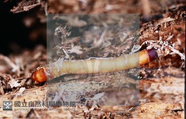 登錄號:F0013893藏品圖，第6張