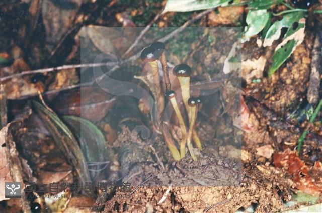 登錄號:F0005673藏品圖，第6張