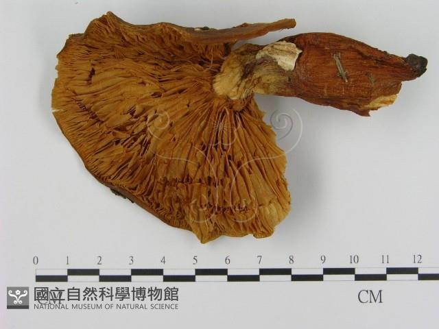 登錄號:F0008228藏品圖，第3張