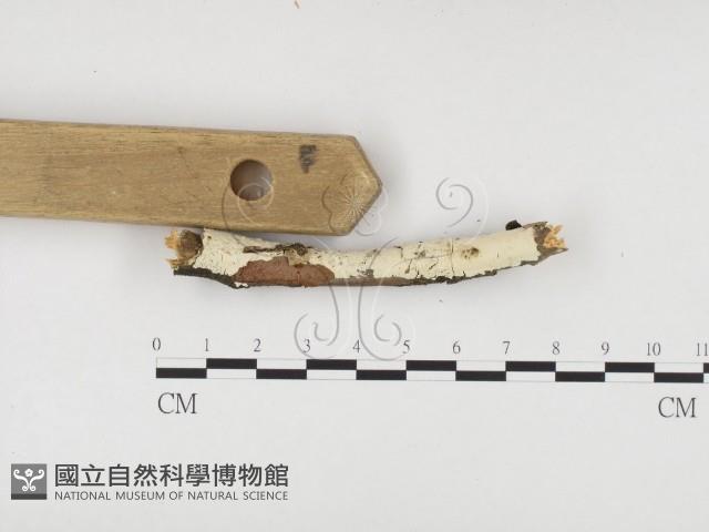 冇骨消絲齒菌藏品圖，第3張