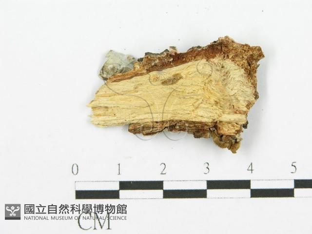 裂褶菌藏品圖，第3張