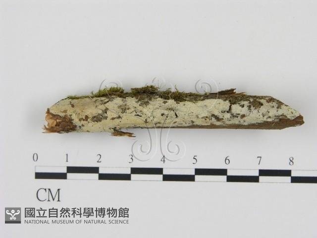 剛毛絲皮菌藏品圖，第3張