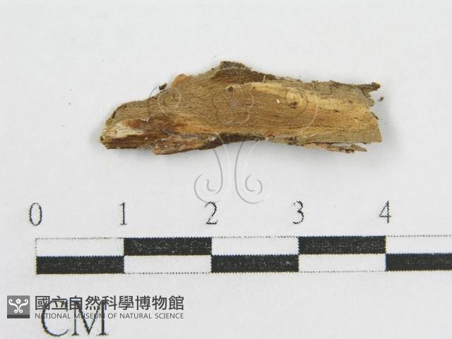 登錄號:F0004028藏品圖，第3張