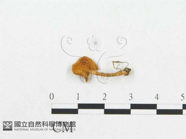 登錄號:F0007028藏品圖，第3張