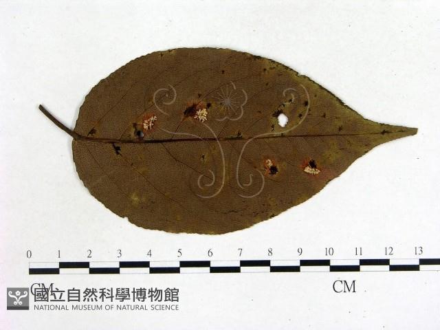 登錄號:F0009328藏品圖，第3張