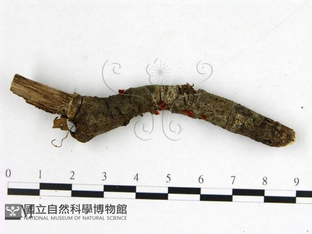 登錄號:F0000208藏品圖，第3張