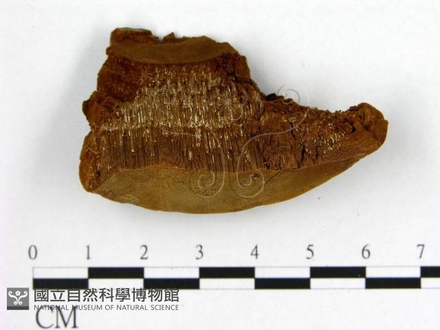 登錄號:F0006208藏品圖，第3張