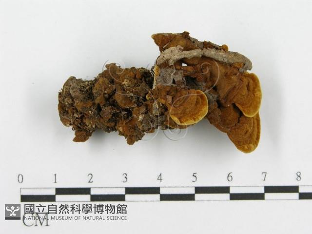 登錄號:F0016208藏品圖，第3張