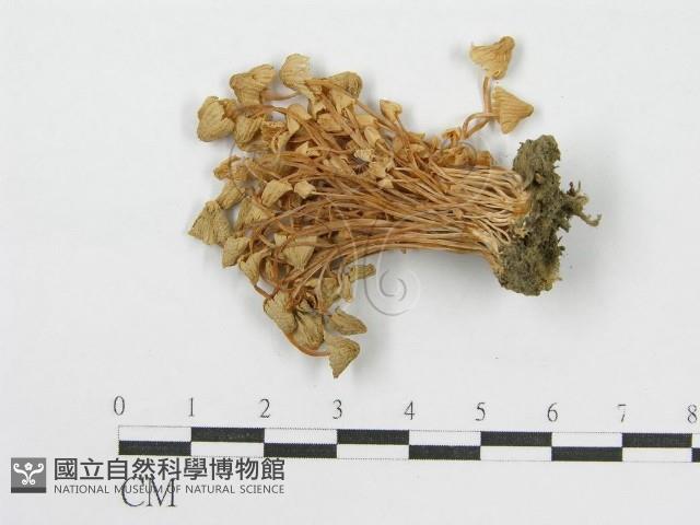 登錄號:F0014208藏品圖，第3張