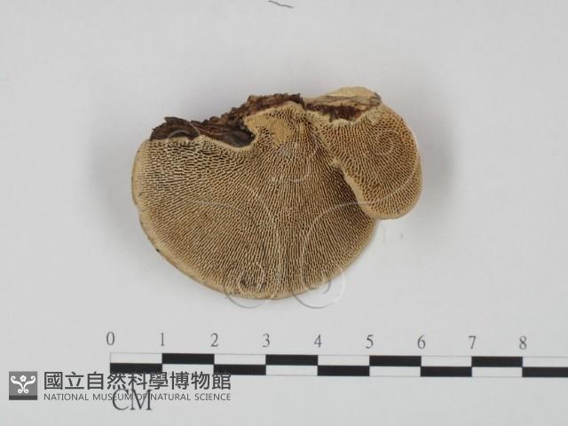登錄號:F0002208藏品圖，第3張