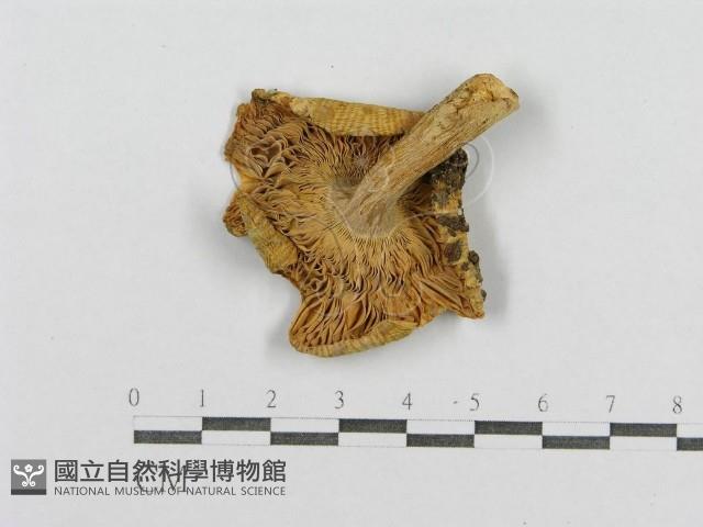 登錄號:F0005208藏品圖，第3張