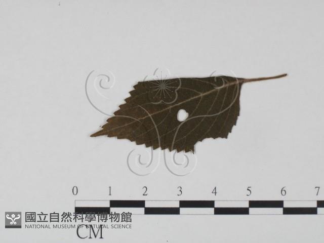 館號:F0019208藏品圖，第3張