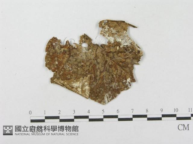 登錄號:F0003208藏品圖，第3張