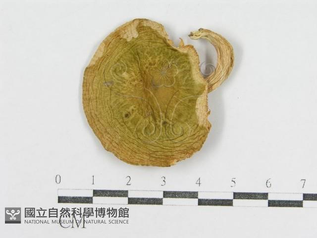 登錄號:F0008408藏品圖，第3張