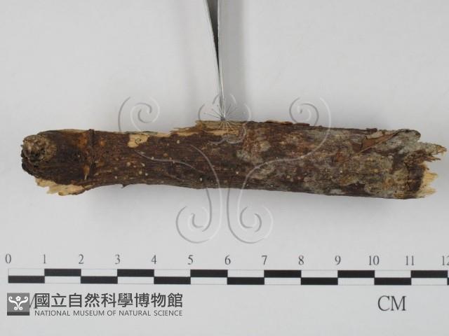 登錄號:F0007408藏品圖，第3張