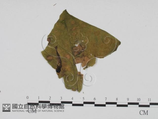 登錄號:F0019408藏品圖，第3張