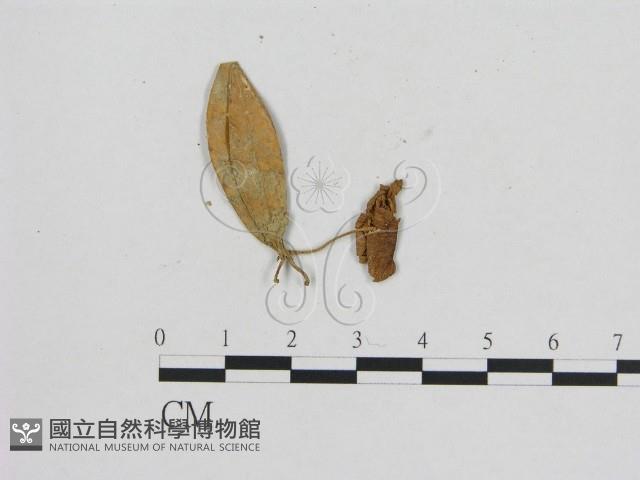 小菇屬藏品圖，第3張