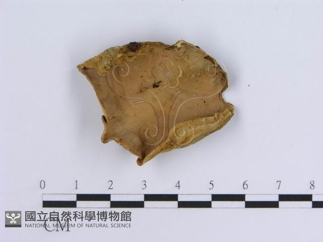 登錄號:F0004508藏品圖，第3張