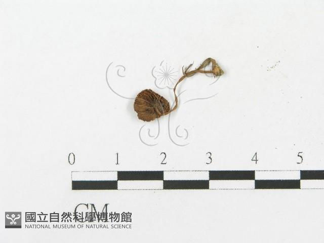 登錄號:F0005508藏品圖，第3張