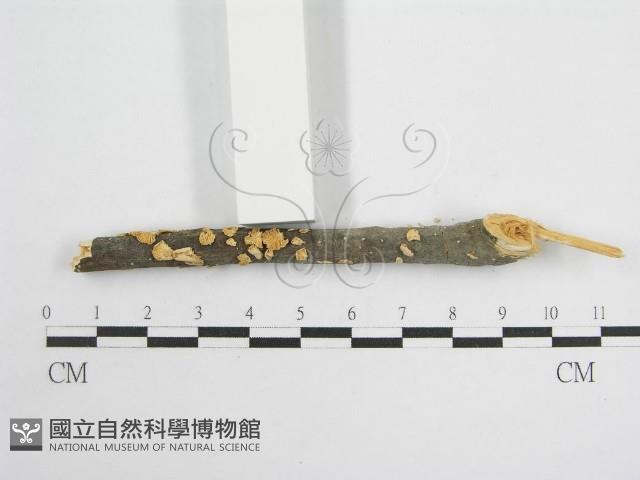 微皮傘屬藏品圖，第3張