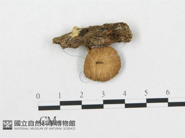 登錄號:F0016108藏品圖，第3張