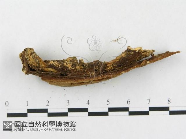硬孔菌屬藏品圖，第3張