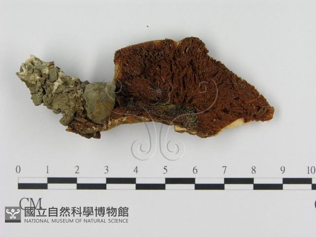 登錄號:F0011108藏品圖，第3張