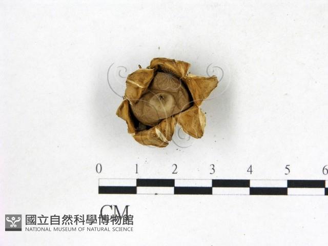 地星屬藏品圖，第3張