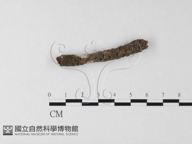 登錄號:F0009108藏品圖，第3張