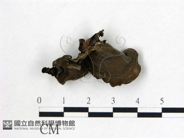 登錄號:F0008008藏品圖，第3張