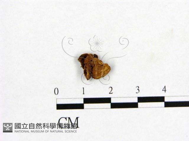 登錄號:F0010008藏品圖，第3張