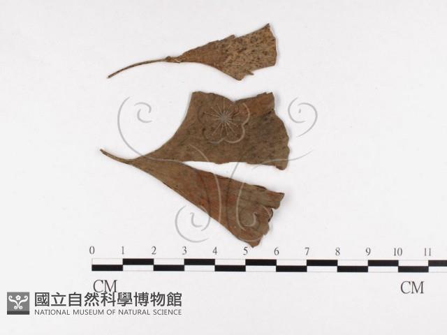 登錄號:F0026008藏品圖，第1張