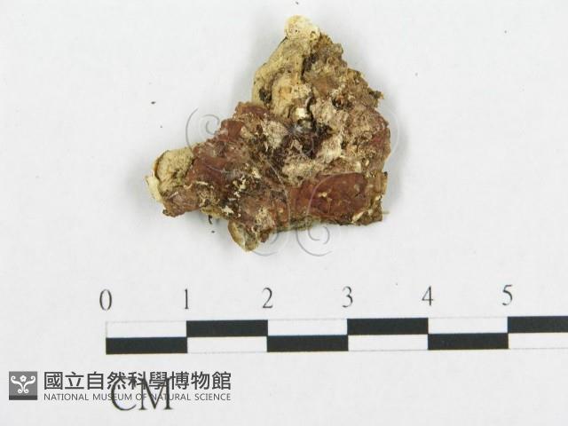 登錄號:F0006008藏品圖，第3張